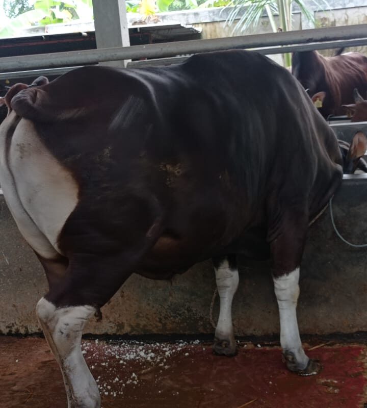 SAPI BALI bobot -+420 kg, Harga 29 jt