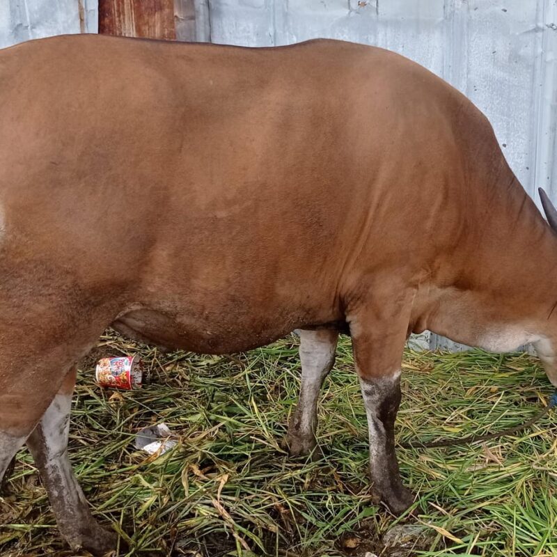 SAPI BIMA Bobot 270-290 Harga 22,5 jt