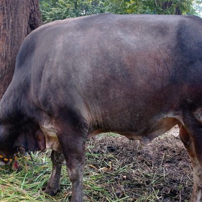 Bobot 350-370 kg, Harga 26 jt