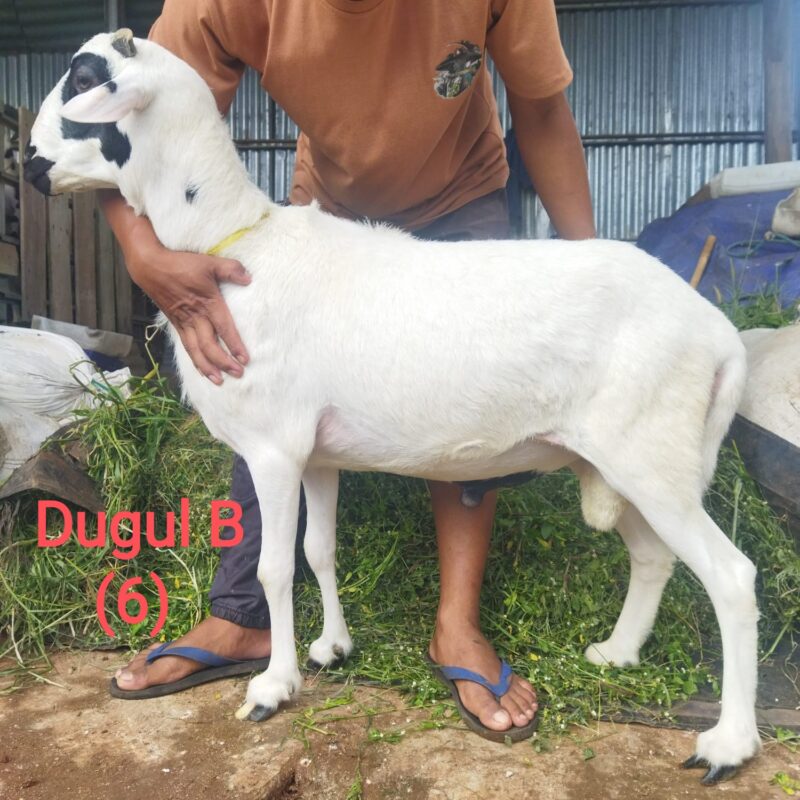 Domba Dugul B 31-35 kg harga 4 juta rupiah