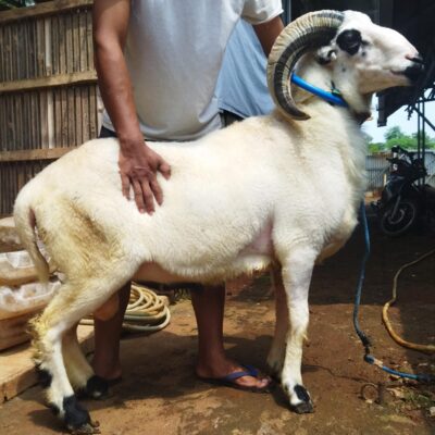 Garut Khandaq 50 kg harga 6,8 juta