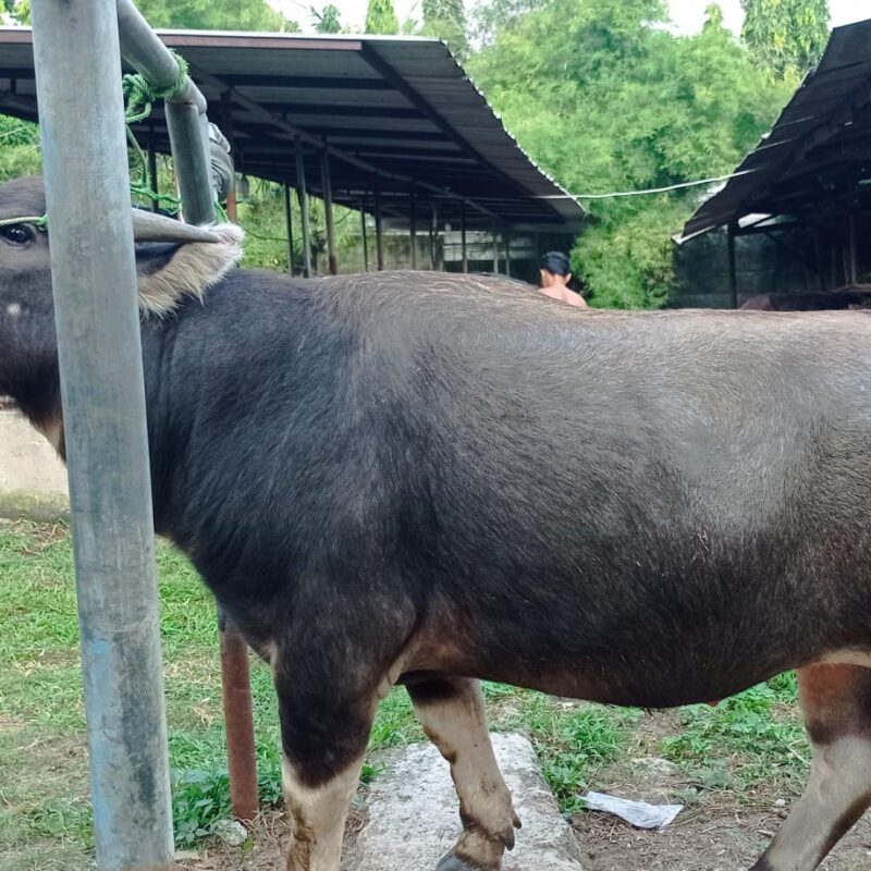 Kerbau bobot -+500 kg, Harga 29 jt