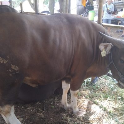 No 065 bobot 430 kg. harga 30 jt 100rb