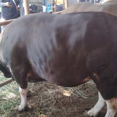 No 1484 bobot 460 kg. harga 32 jt 200rb