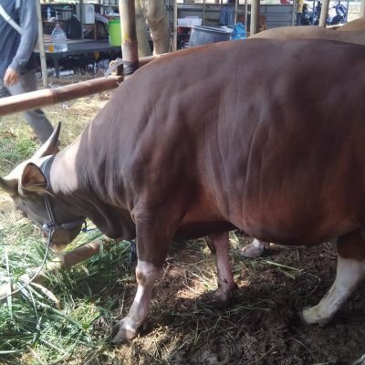 No 1490 bobot 430 kg. harga 30 jt 100rb