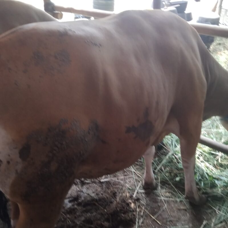 SAPI BALI No 1869  bobot  440 kg.  harga 30 jt 800rb