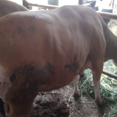 No 1869 bobot 440 kg. harga 30 jt 800rb