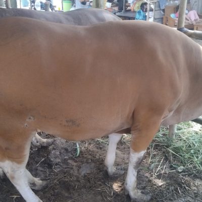 No 1870 bobot 420Kg harga 29 jt 400 rb