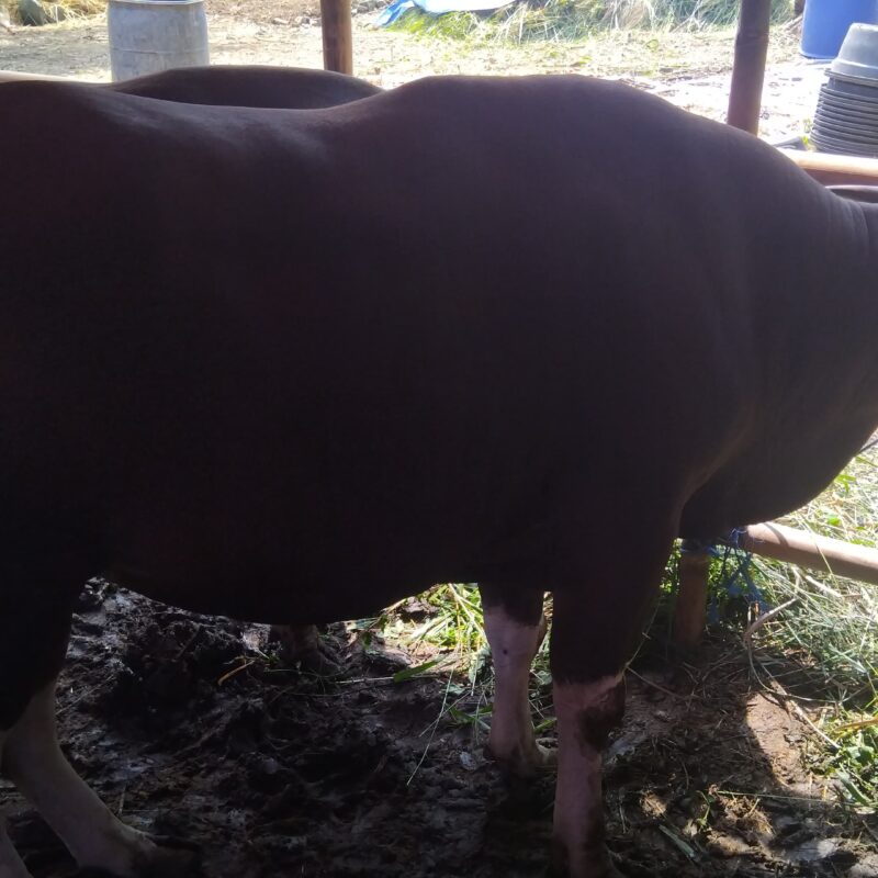 SAPI BALI No 1874  bobot  450 kg.  harga 31 jt 500rb