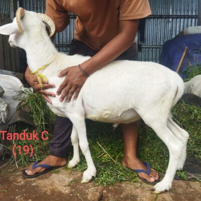 Tanduk C 26-30 kg harga 3,5 jt