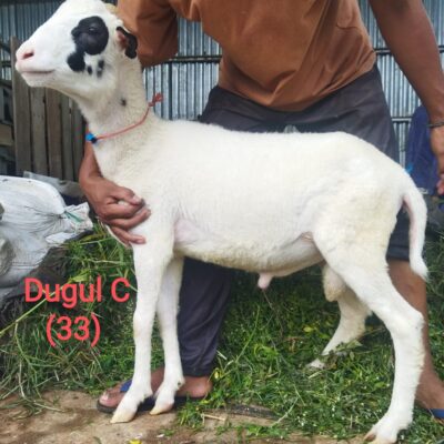 dugul C , 3,5 jt