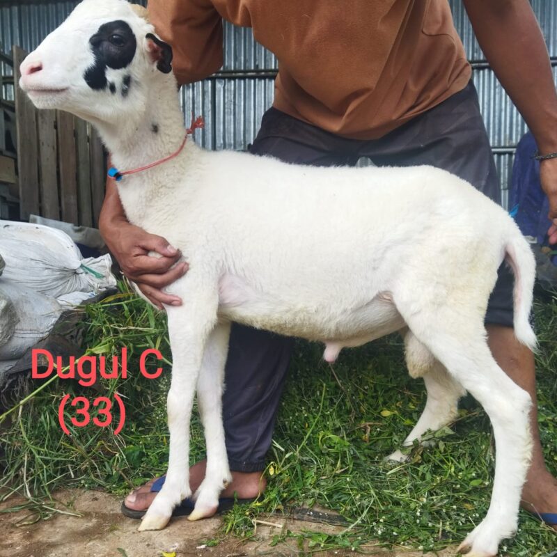 Domba dugul C , 26-30 kg harga 3,5 jt rupiah