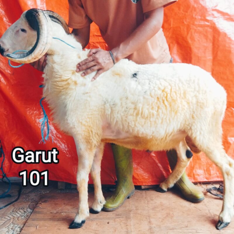 Domba garut uhud 40 kg harga 5,8 juta nk 101