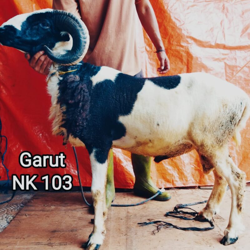 Domba garut uhud 40 kg harga 5,8 juta nk 103